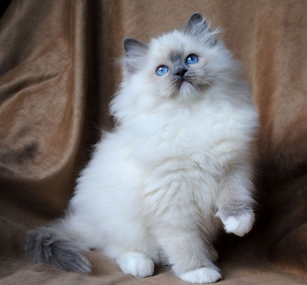 ragdoll kitten