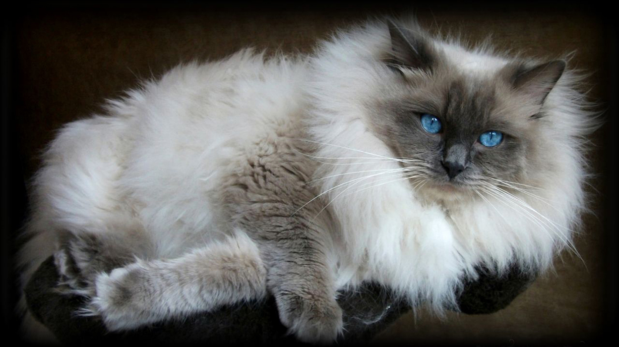 ragdoll kiten