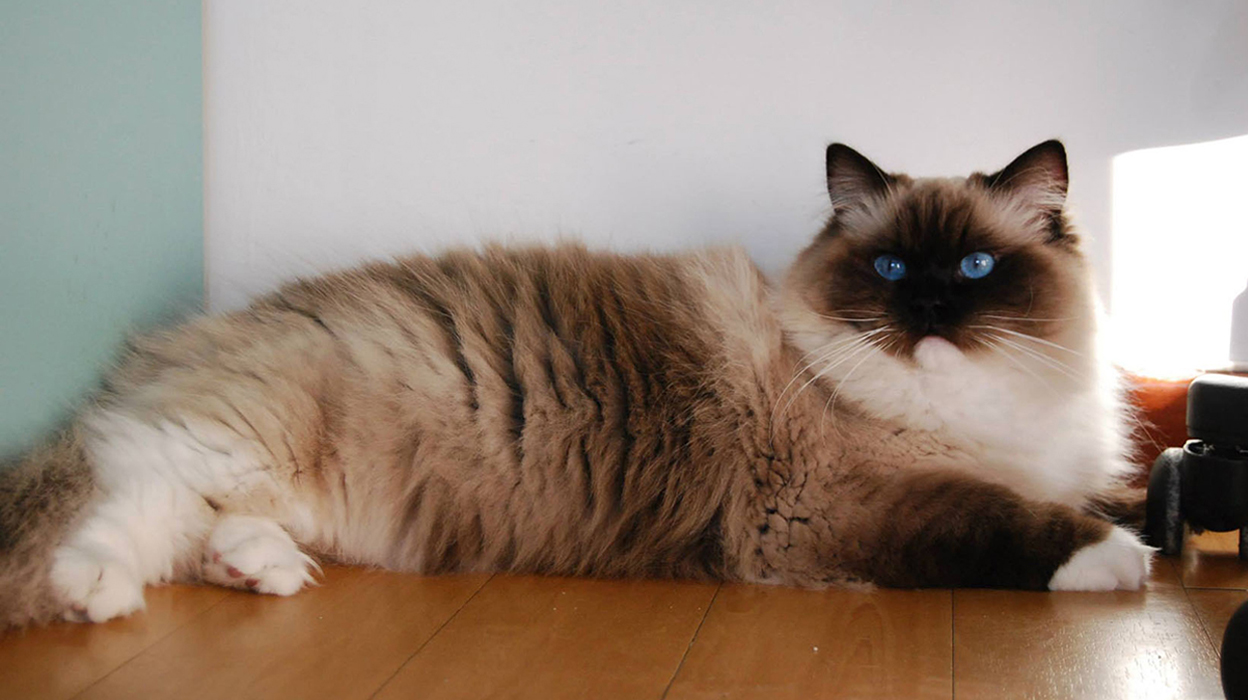 mitted ragdoll